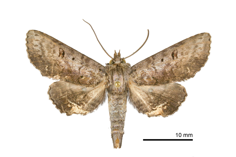 Anuga plicatrix Female